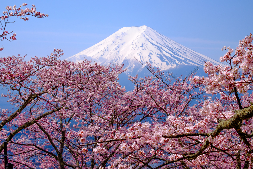 When To See Japan S Cherry Blossom Trees In Full Bloom