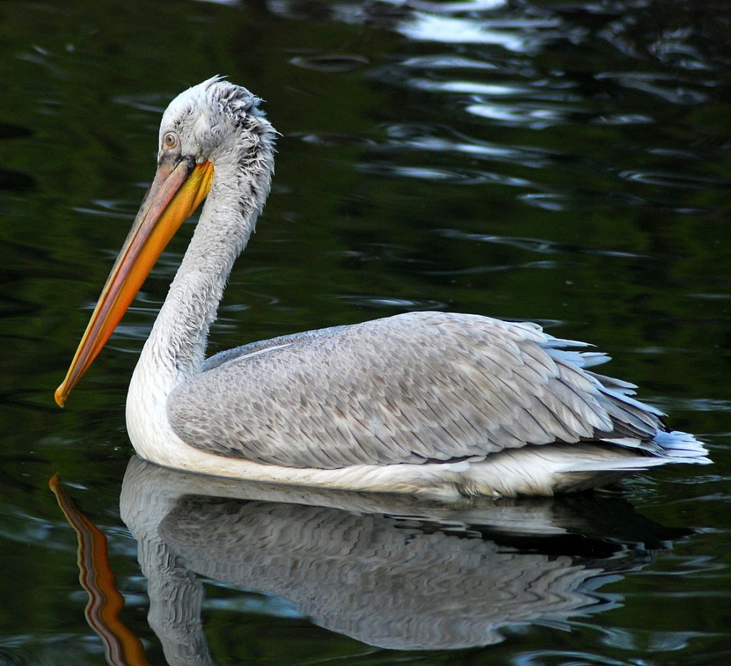 Dalmatian Pelican | © Shizhao/WikiCommons