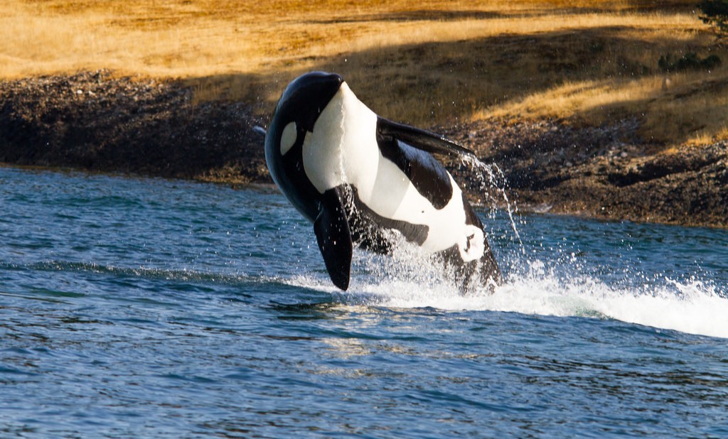 See Orca Whales in BC | © Shawn McCready / Flickr