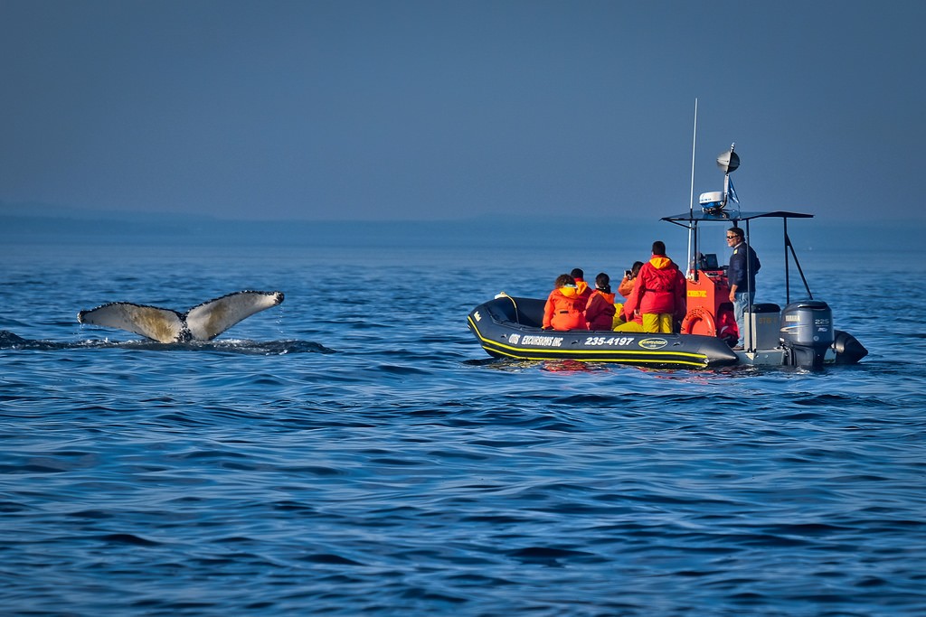 Whale Watching Boat Tour in Tadoussac | © Kayugee / Flickr