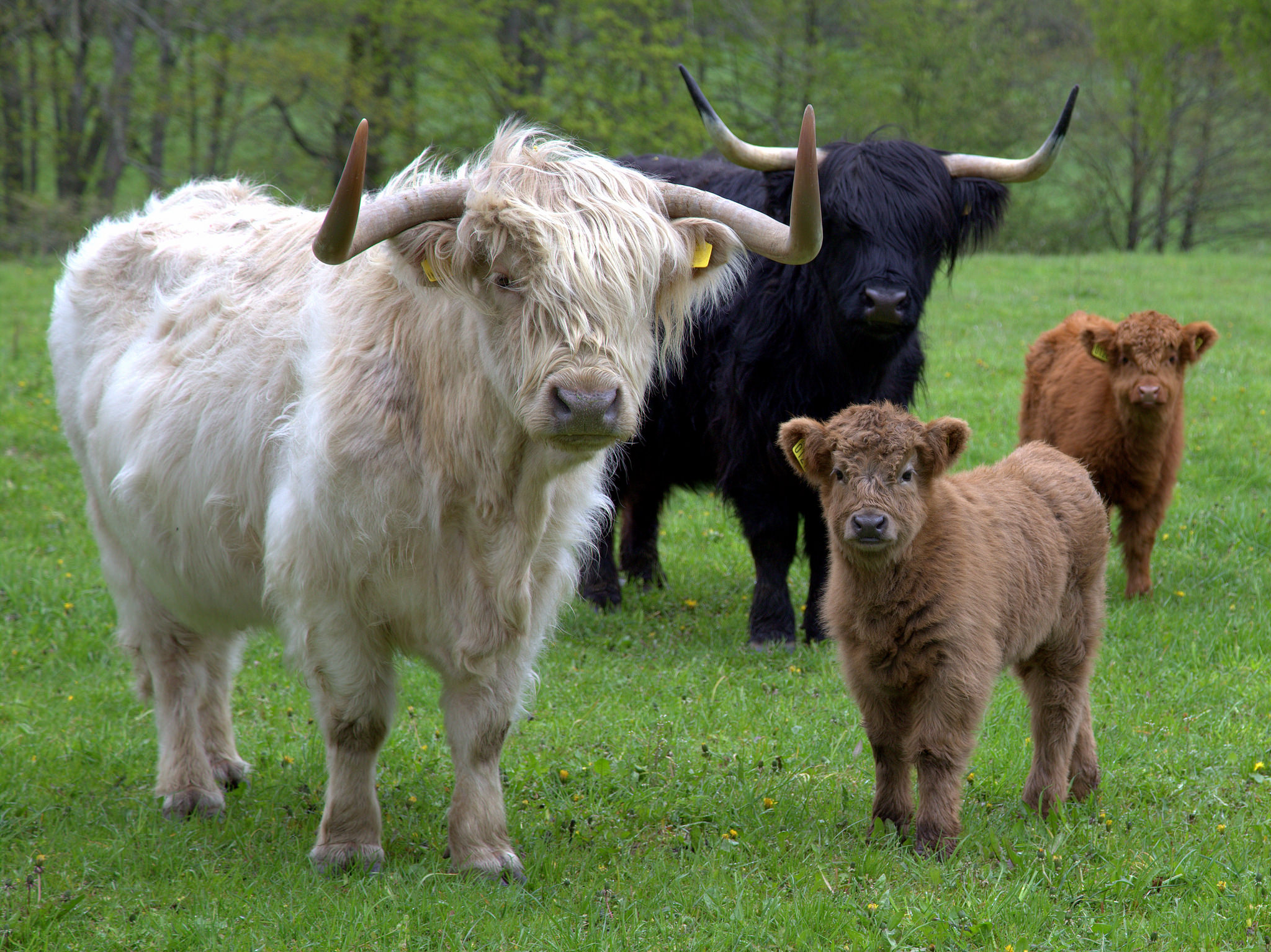 Mini highland cow for sale