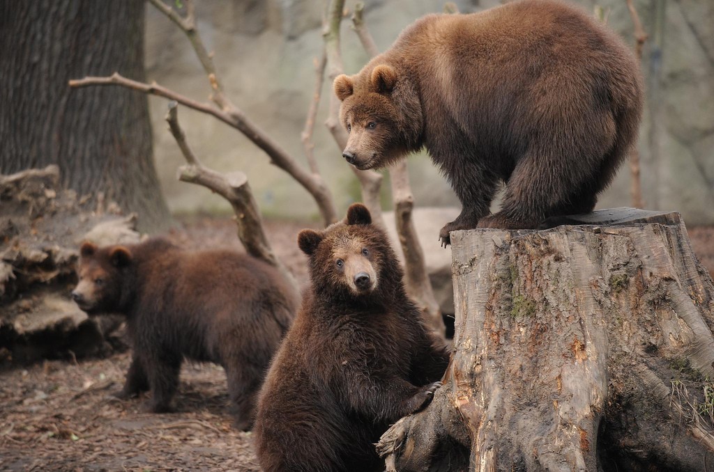 Bears at the zoo | © Ralf Heid / Flickr