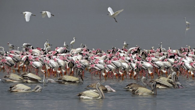 Flamingos flock at Pulicat Lake | © A N Suresh Kumar/Flickr