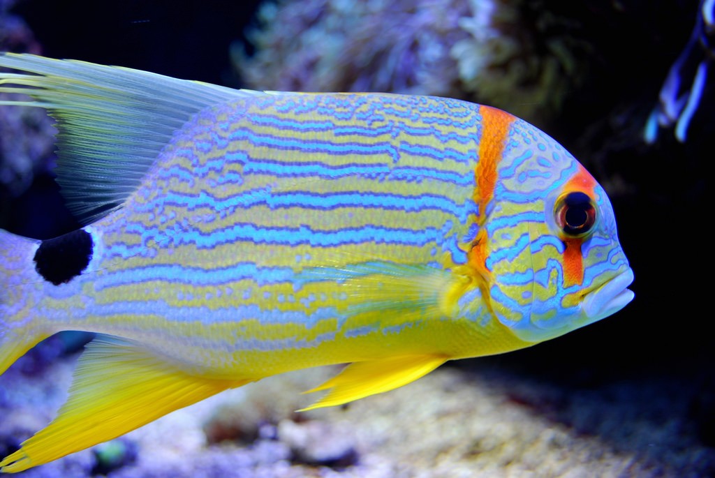 Aquarium at the Oceanographic Museum | © Aanjhan Ranganathan / Flickr