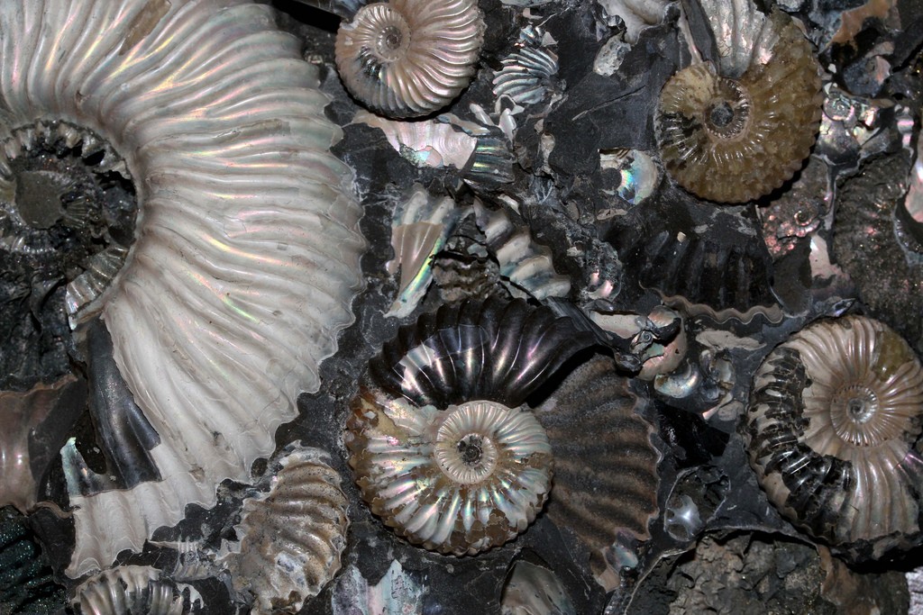 Deshayesites Deshayesi Ammonite Fossils | © David Hill/Flickr