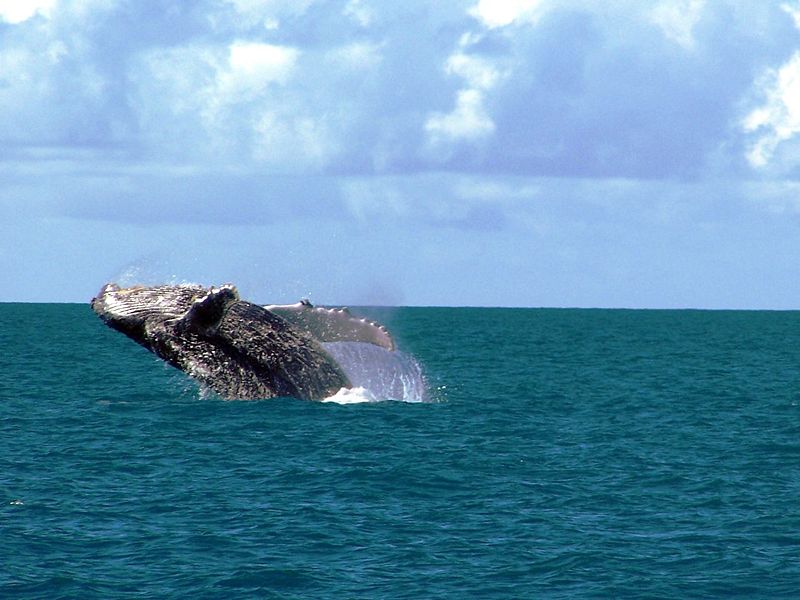 Whales in Porto Seguro / © Amnemona (Marina C. Vinhal) / Wikimedia Commons