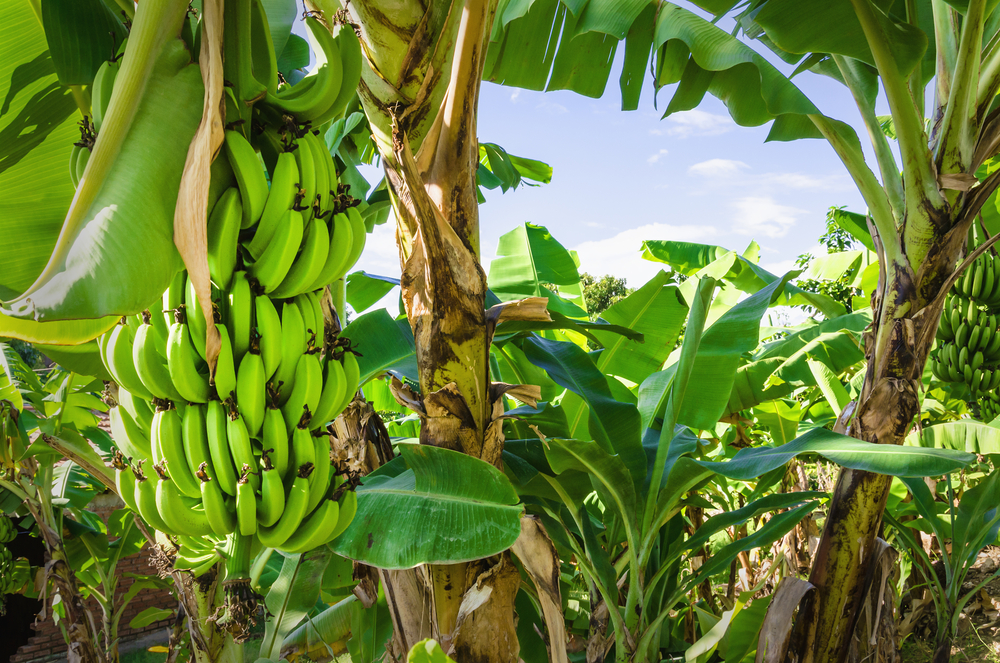 Image result for madagascar banana tree