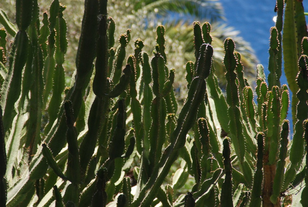 Cactus at the Exotic Garden | © Ahatchoum / Freeimages 