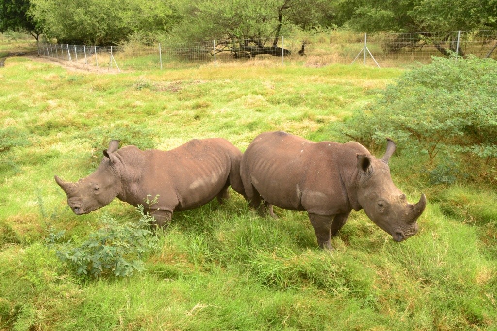 White Rhinos|© Courtesy of Mauripix