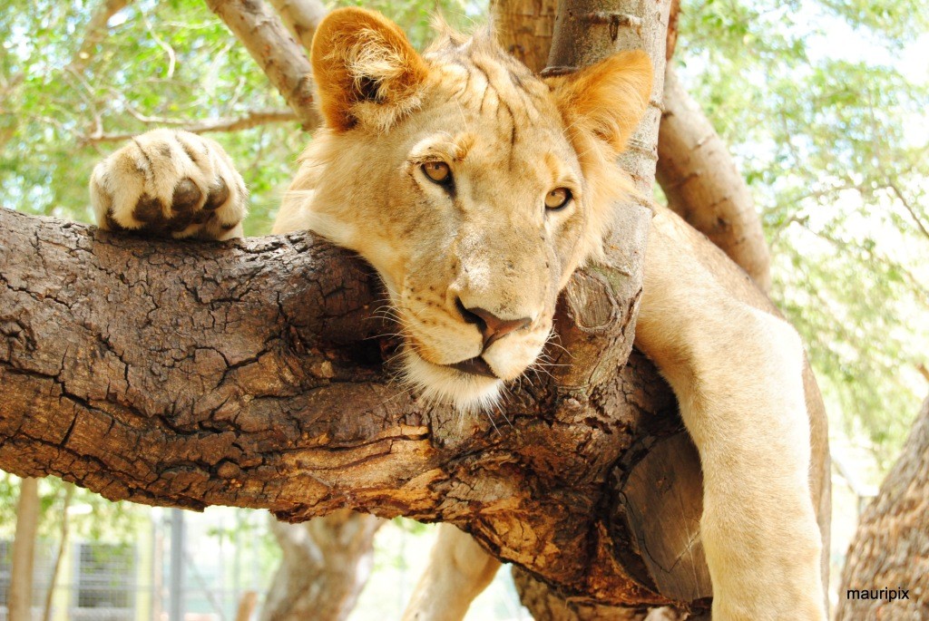 African lion|© Courtesy of Safari Adventures