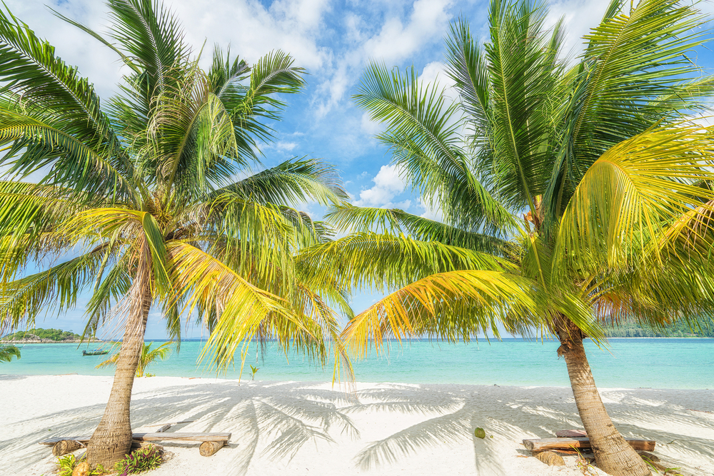 Two palms on the tropical beach | © upslim/Shutterstock