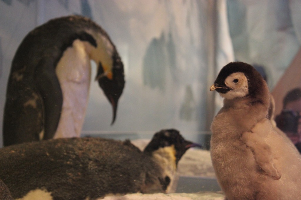 Taxidermied Emperor Penguins at the International Antarctic Centre | © _somaholiday/Flickr