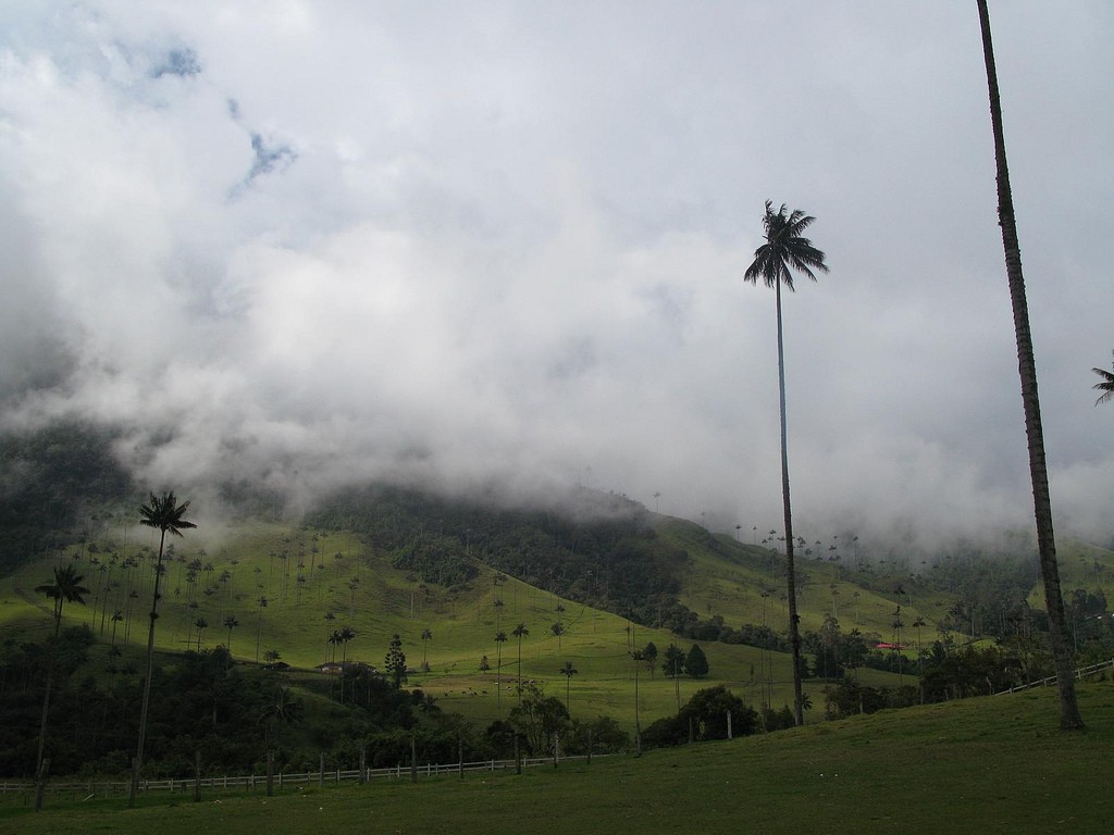 Colombia Cocora Valley © Ben Bowes / Flickr 