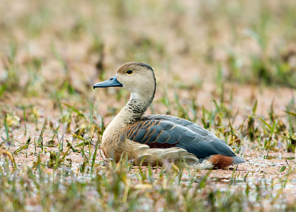 Lesser Whistling Duck spotted at Keoladeo National Park in Bharatpur | © Koshy Koshy / Flickr