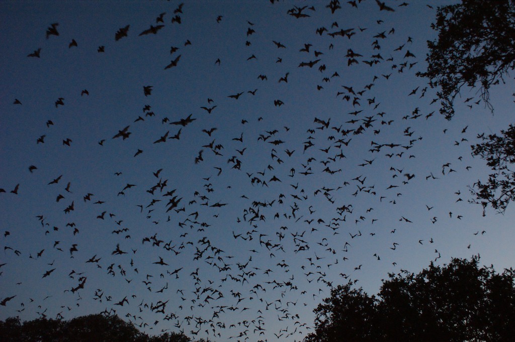 Bracken Cave bats | © Daniel Spieiss / Flickr