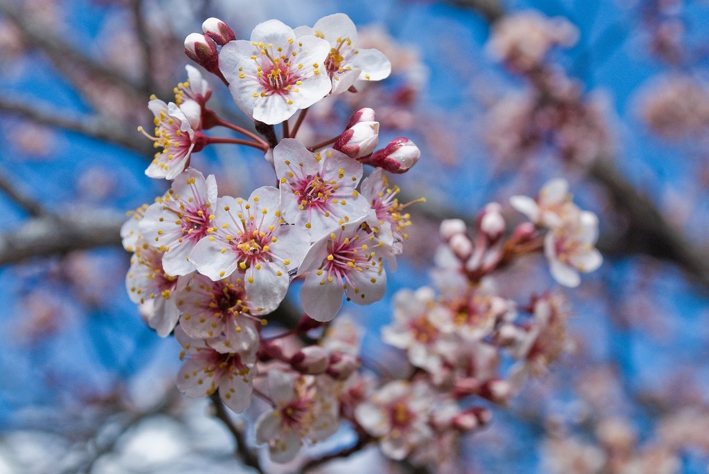 Cherry Blossoms at Nami Island © Wikimedia