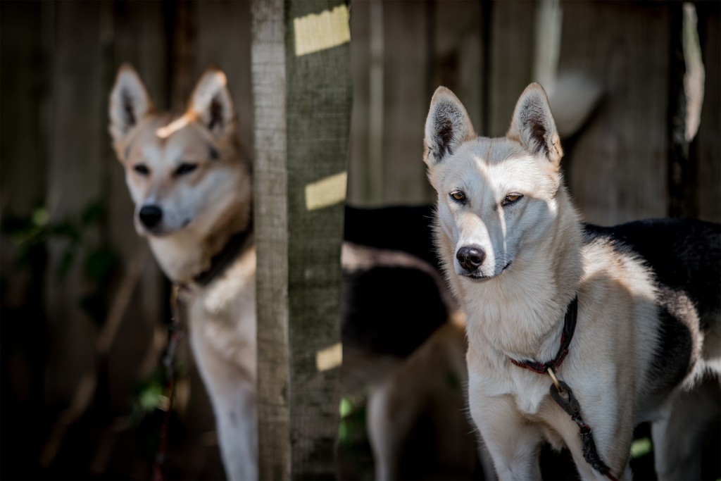 Husky Dogs | Courtesy of Arctic Quest