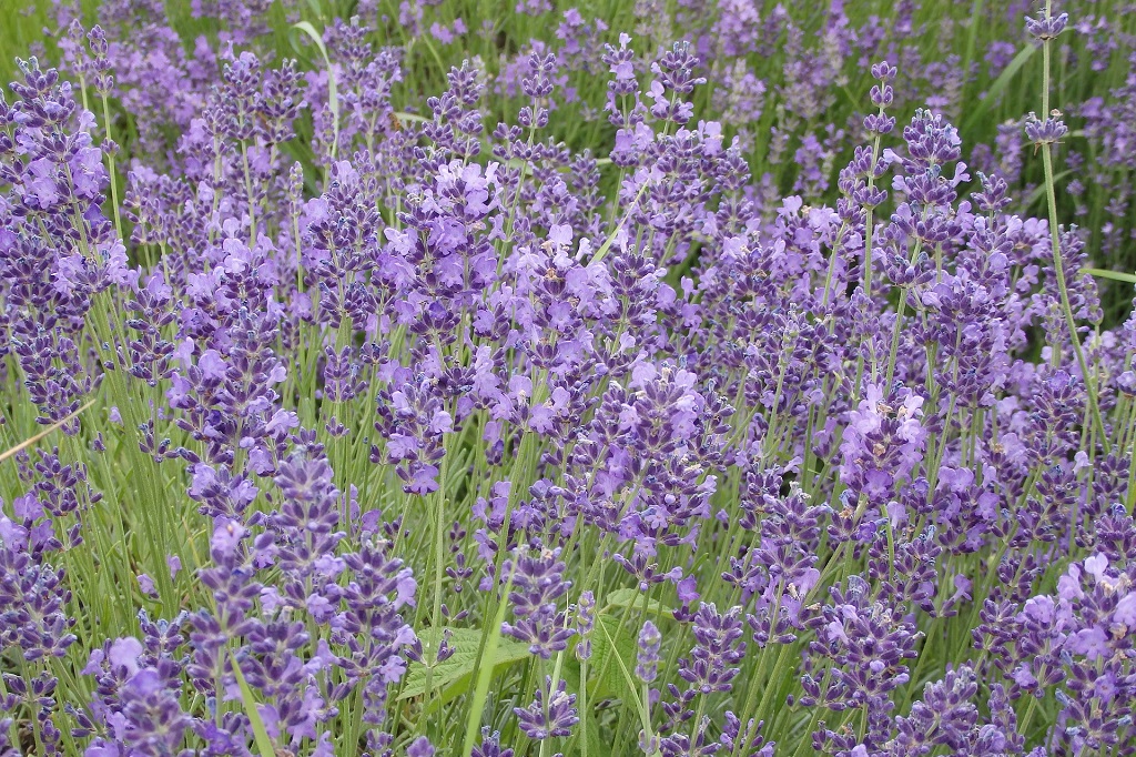 Lavender fields in Tihany