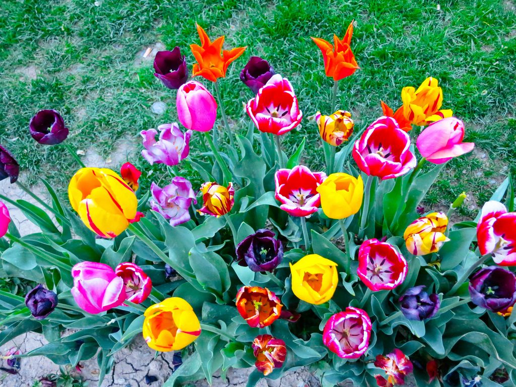 The Iranian Gardens drown in tulips in the spring | © Ninara / Flickr