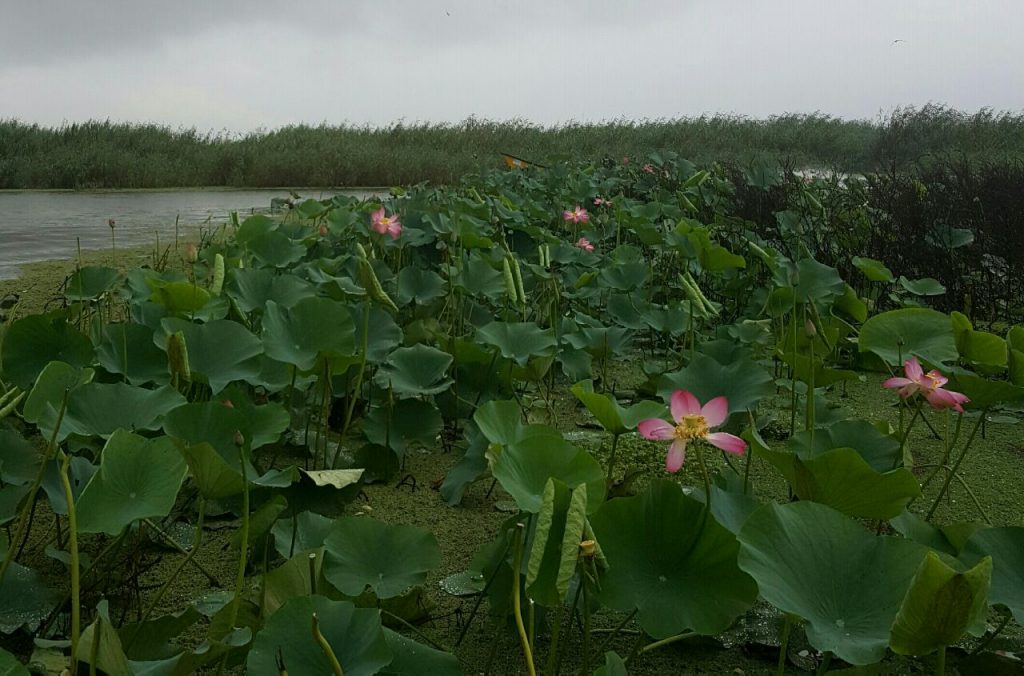 The lotus flowers in Anzali Lagoon | © Pontia Fallahi