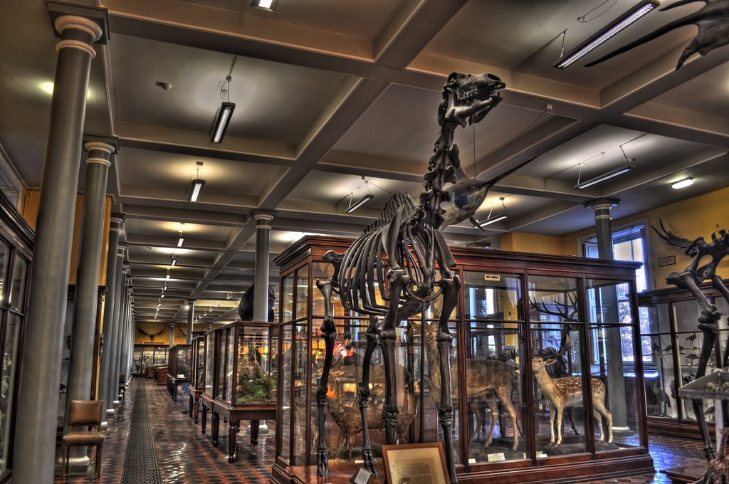 Natural History Museum, Dublin, Ireland | © Miguel Mendez/Flickr