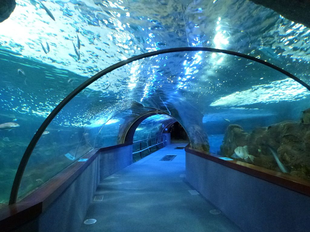 Aquarium Donostia | ©Catatine / Wikimedia Commons