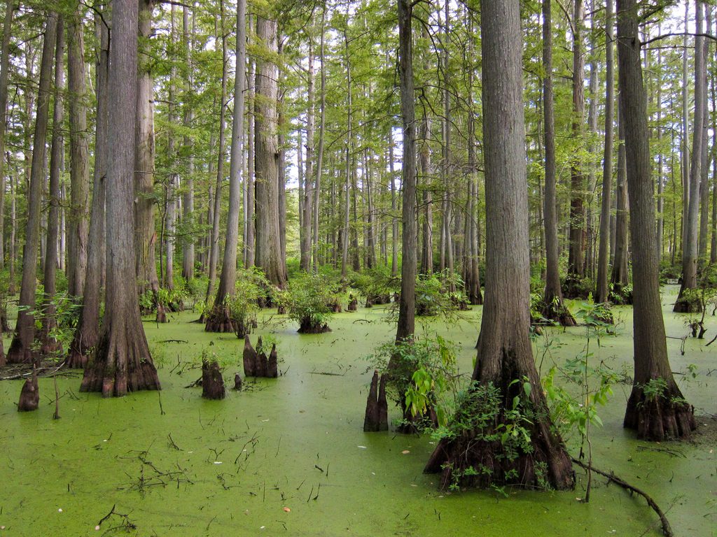 Cache River State Natural Area | © Miguel Vieira / Flickr