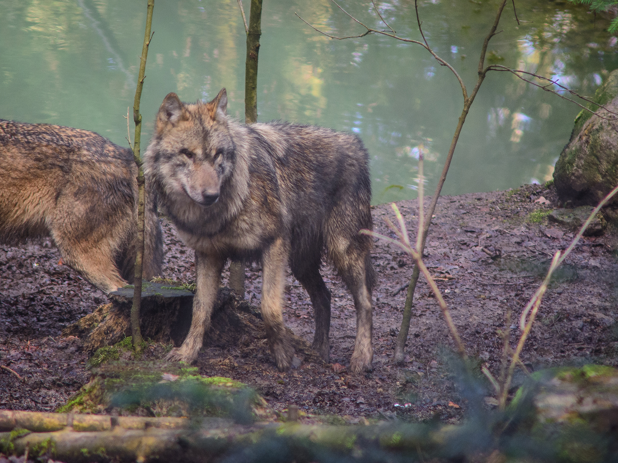 german man living with wolves