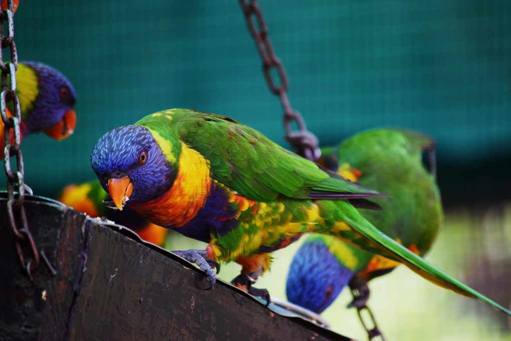 Lorikeets 