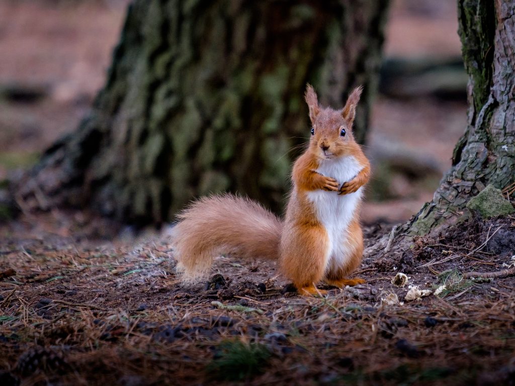 Red squirrel | © herdiephoto/Flickr