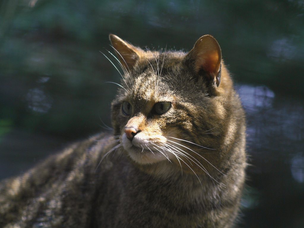 Scottish wildcat | © Old Rollei/Flickr