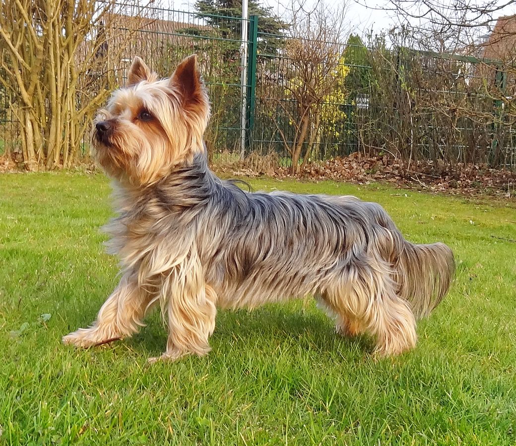A Brief History of the Yorkshire Terrier