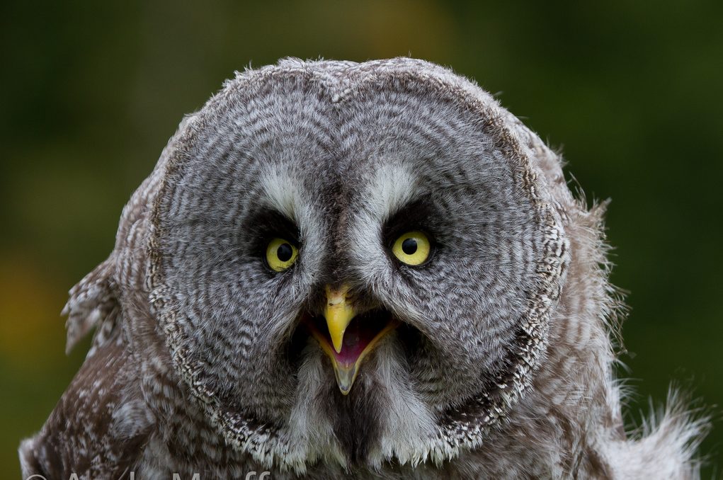 Scottish Owl Centre | © Andy Morffew/Flickr