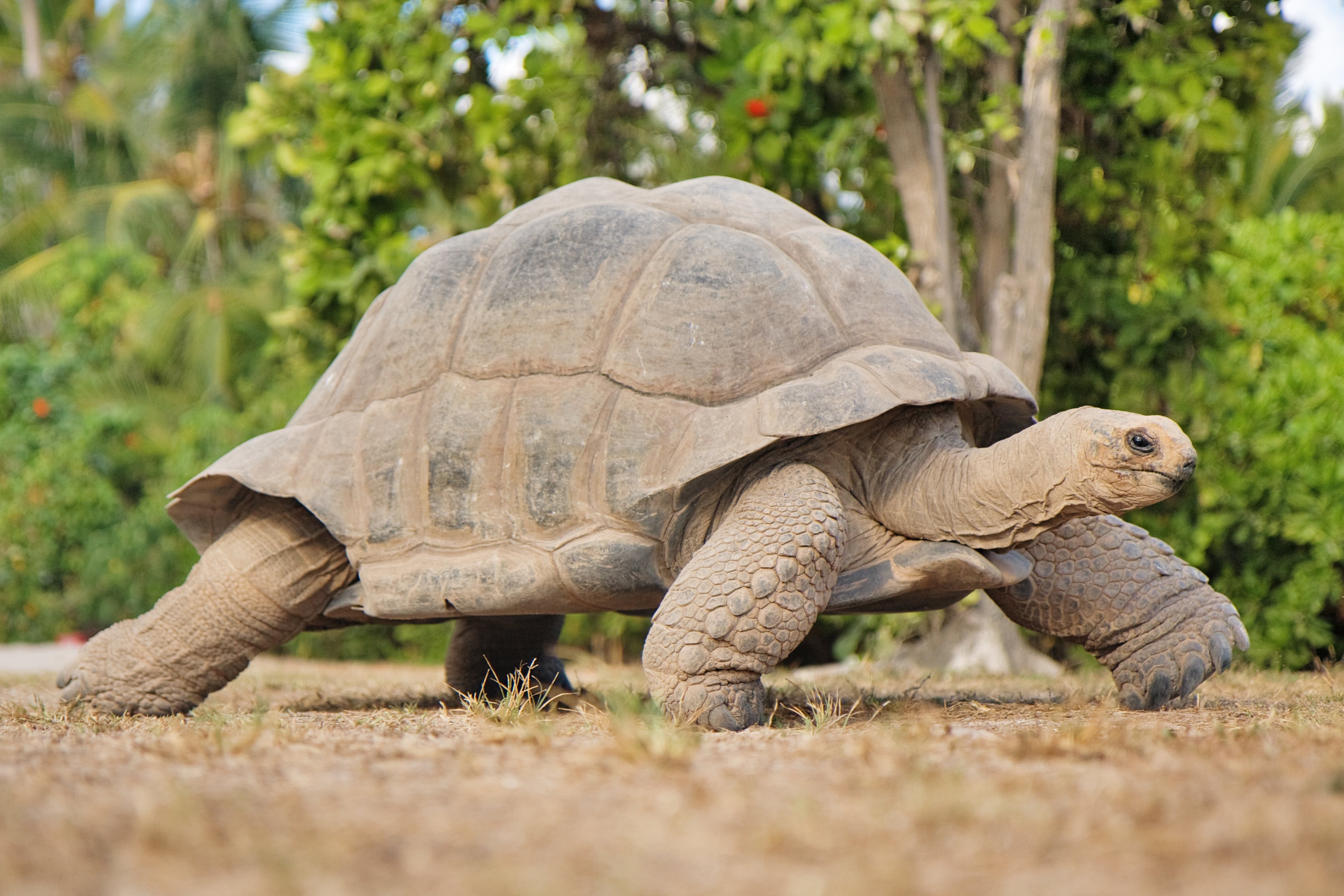 20 unmissable attractions in Seychelles - meet the worlds largest tortoise