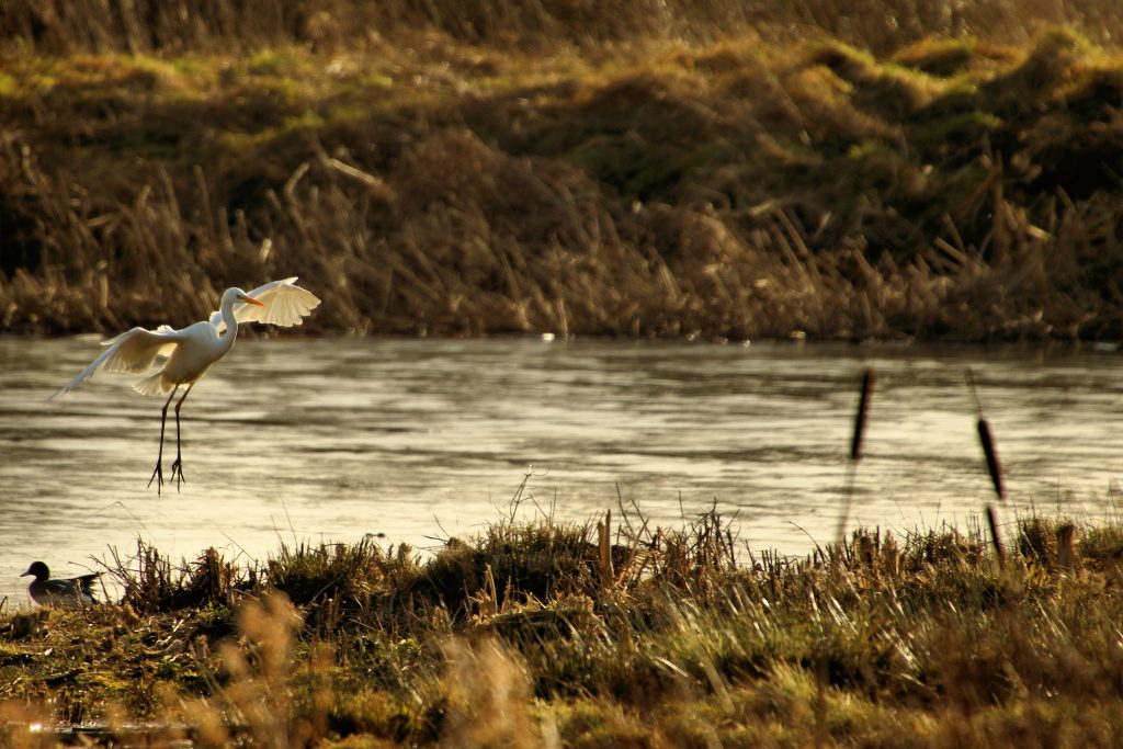 Great Egret, Rutland Water | © Airwolfhound/Flickr