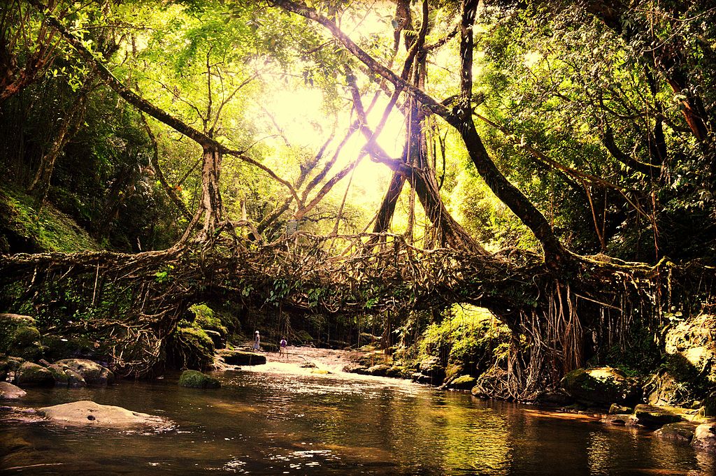 Living root bridges are a form of tree shaping unique to Meghalaya | © Himanshu Tyagi / Wikimedia Commons