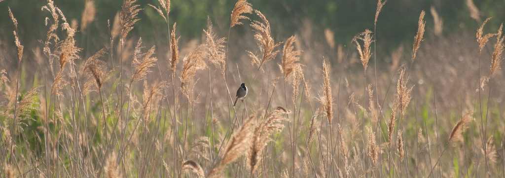 Reed Bunting, Rainham Marshes | © Paul/Flickr