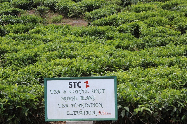 20 unmissable attractions in Seychelles - a trip to the tea plantation