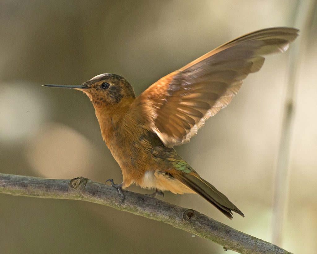 Shining Sunbeam Hummingbird | © Lip Kee / Wikimedia Commons