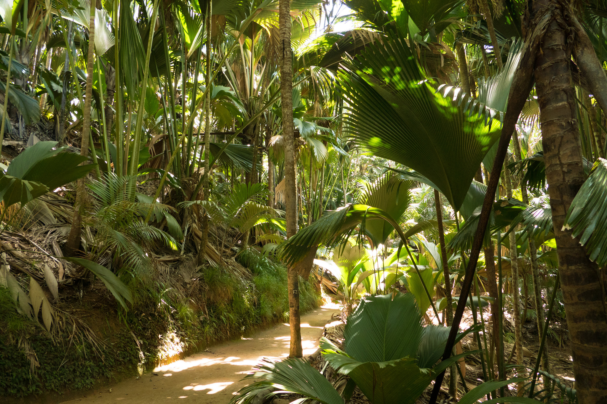 12 unique date ideas to try in seychelles - night walk at the vallee de mai