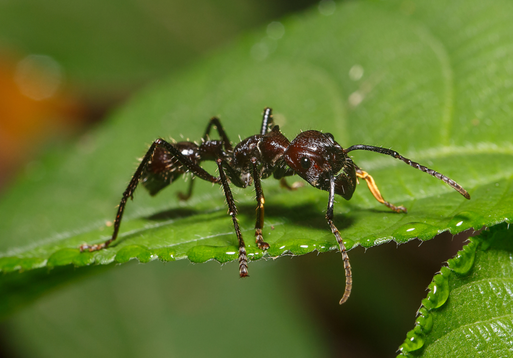 Meet The Bullet Ant: The Amazon's Most Lethal Insect
