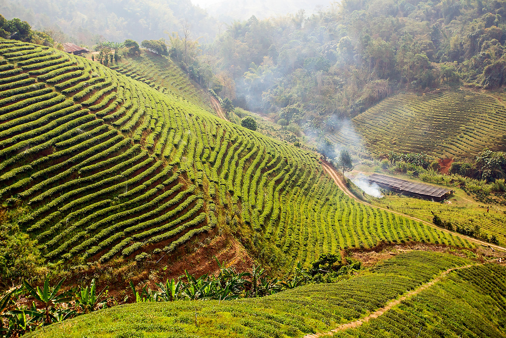 Tea plantation at Doi Mae Salong | © Atibordee Kongprepan / Flickr