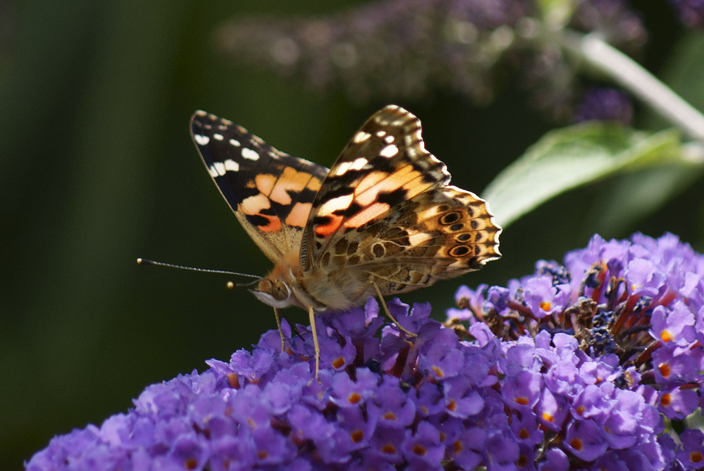 African Painted Lady butterfly