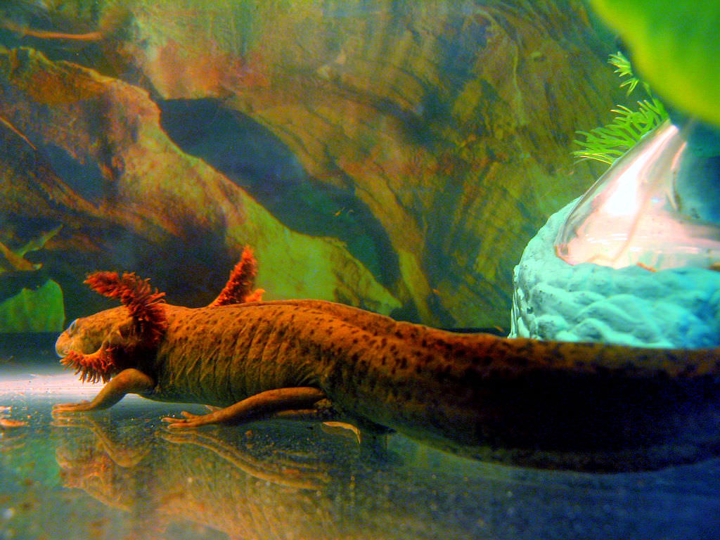 10 Fascinating Facts About Mexican Salamanders