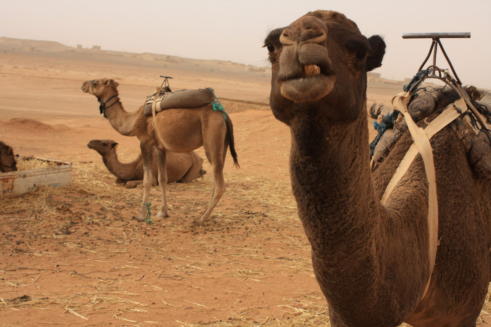 How Travellers Can Help Camels In Morocco