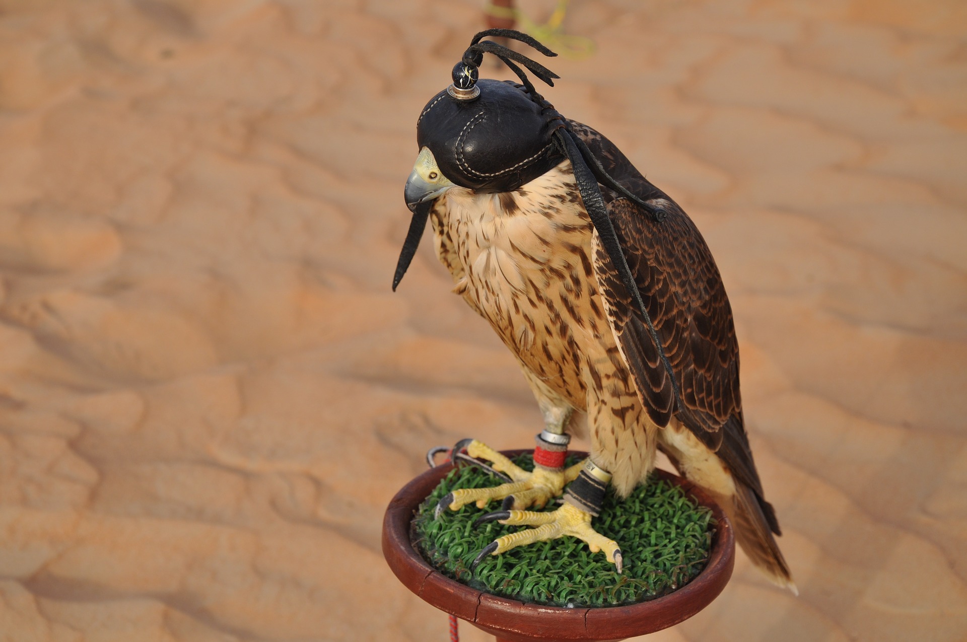 Why Falcons Are Important To Emirati Culture