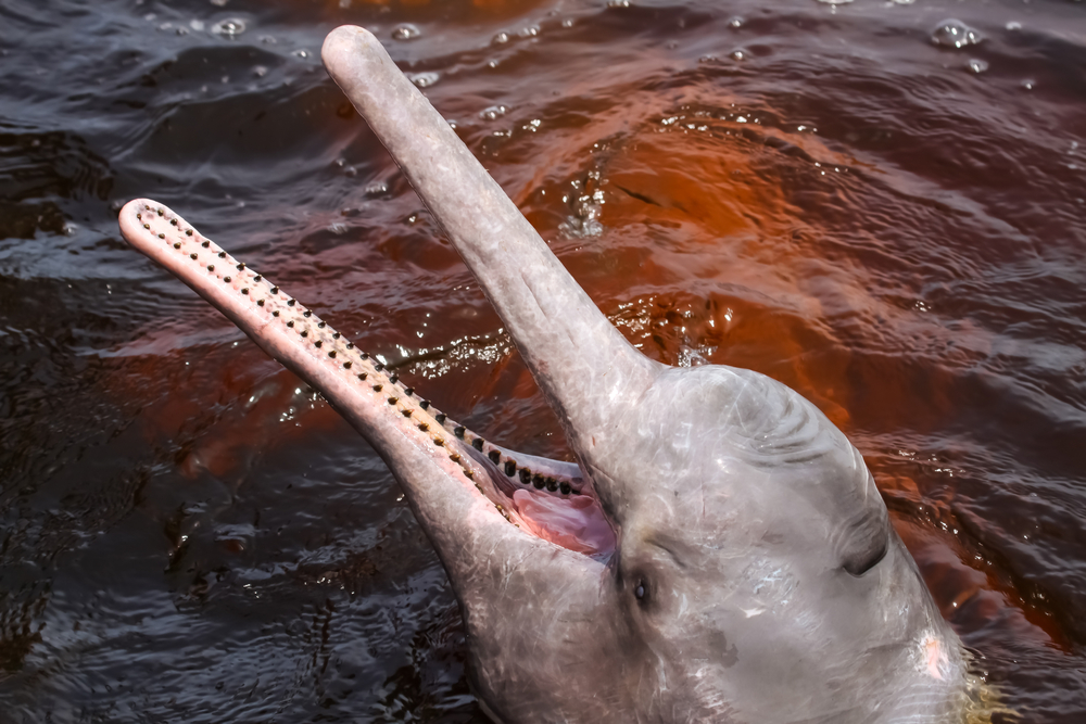 Meet The Man Saving The Amazon S Endangered Pink River Dolphins