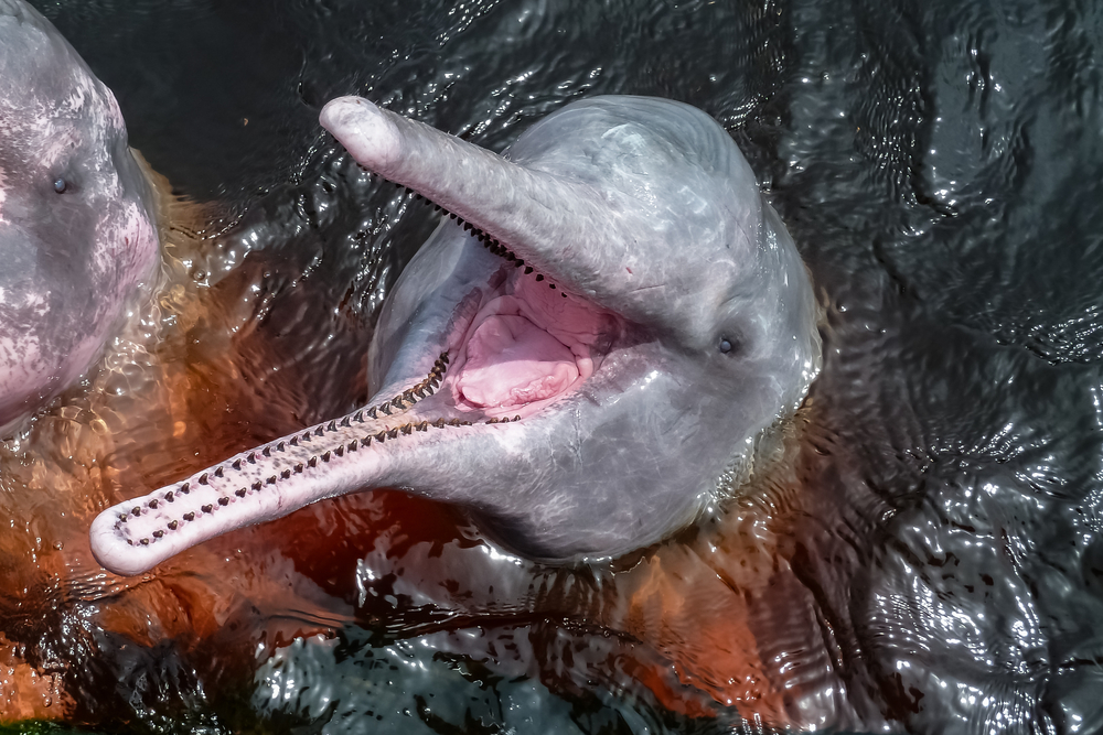Amazon river dolphin pink