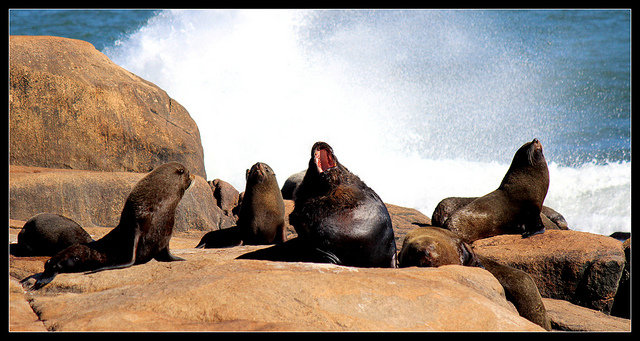 Sea lions at Cabo Polonio, Uruguay