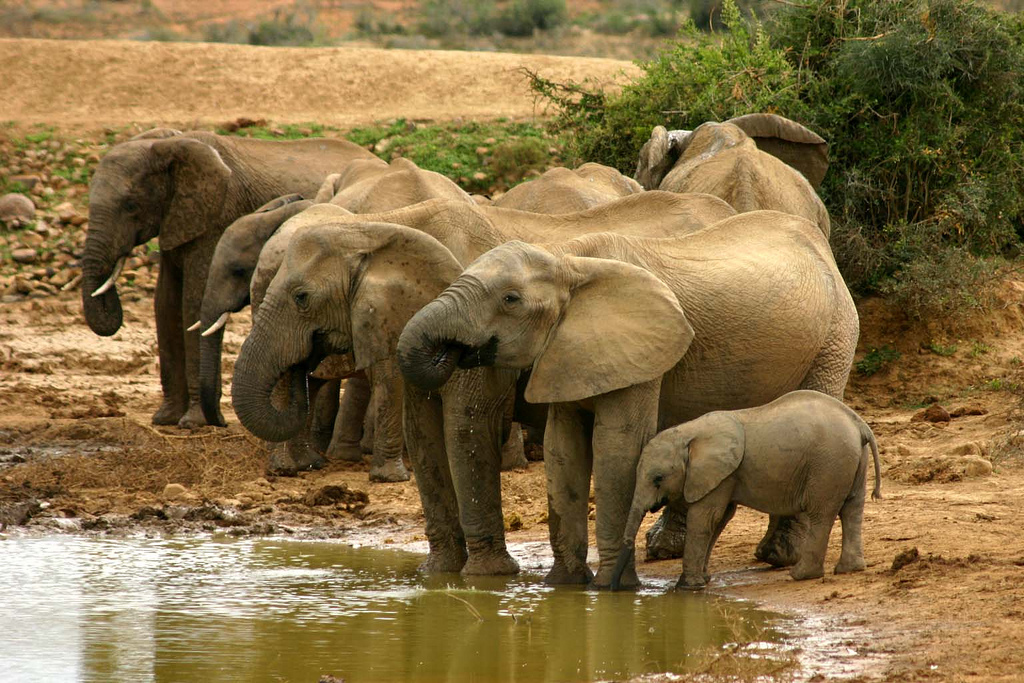 Elephants at water hole